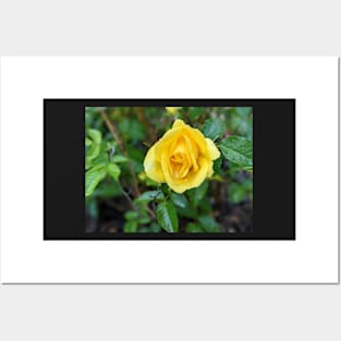 Yellow Rose 3 Posters and Art